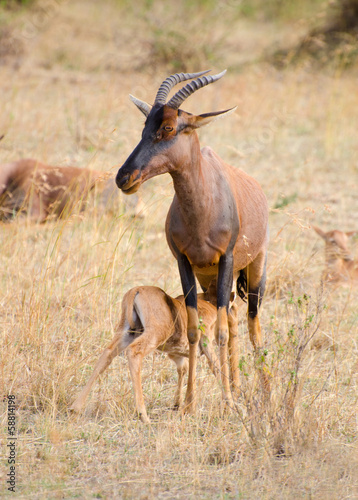 female gazelle feeding it's young in africa
