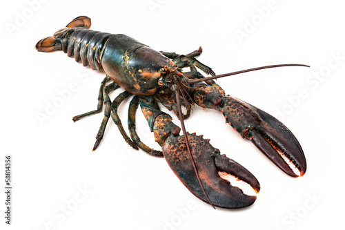 Common lobster photo