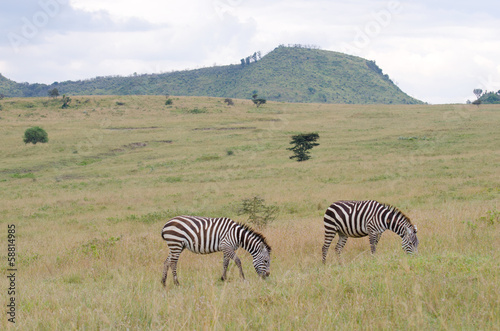 pair of zebra on the grasslands of africa