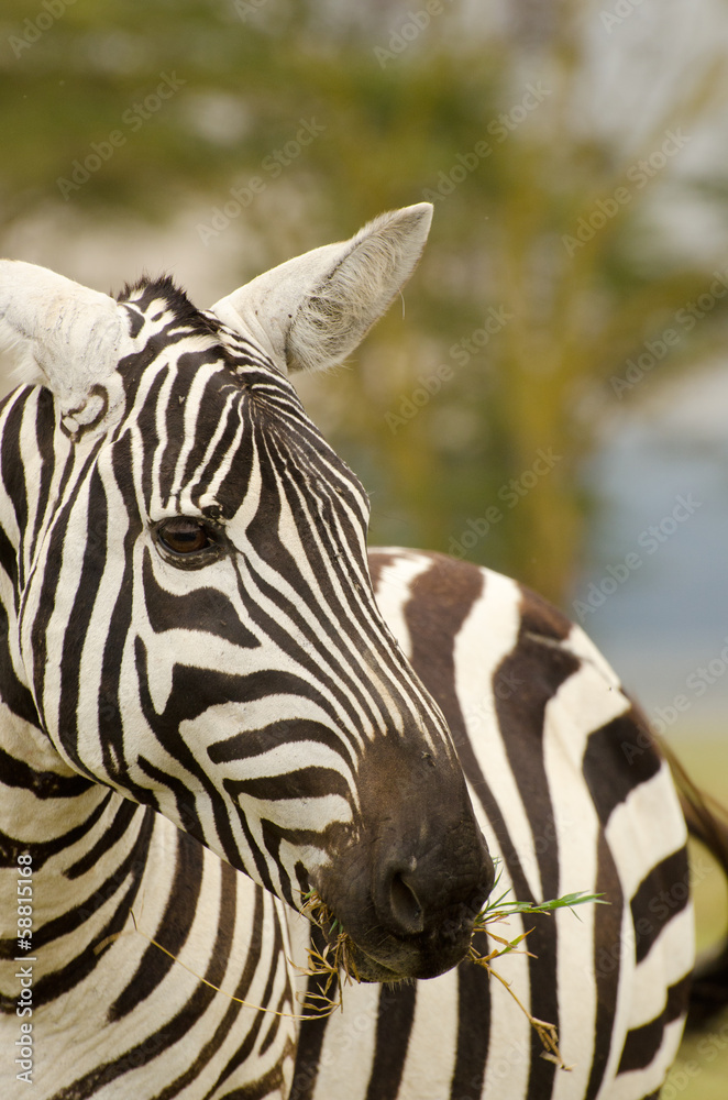 Naklejka premium african zebra with grass in it's mouth