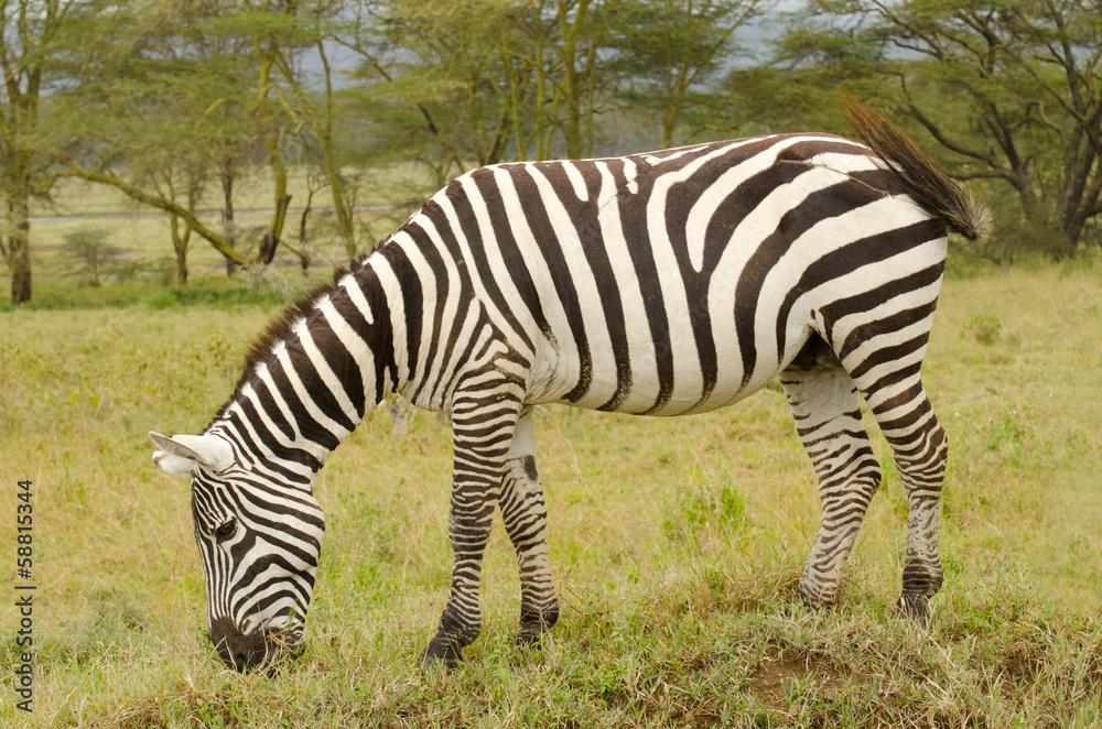 Naklejka premium wild zebra on the grasslands on kenya