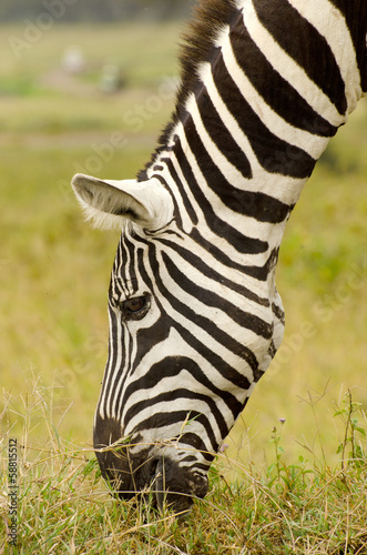 zebra eating grass