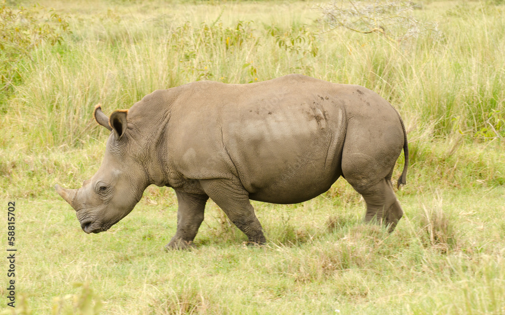 Fototapeta premium Large rhinoceros on grasslands of Kenya