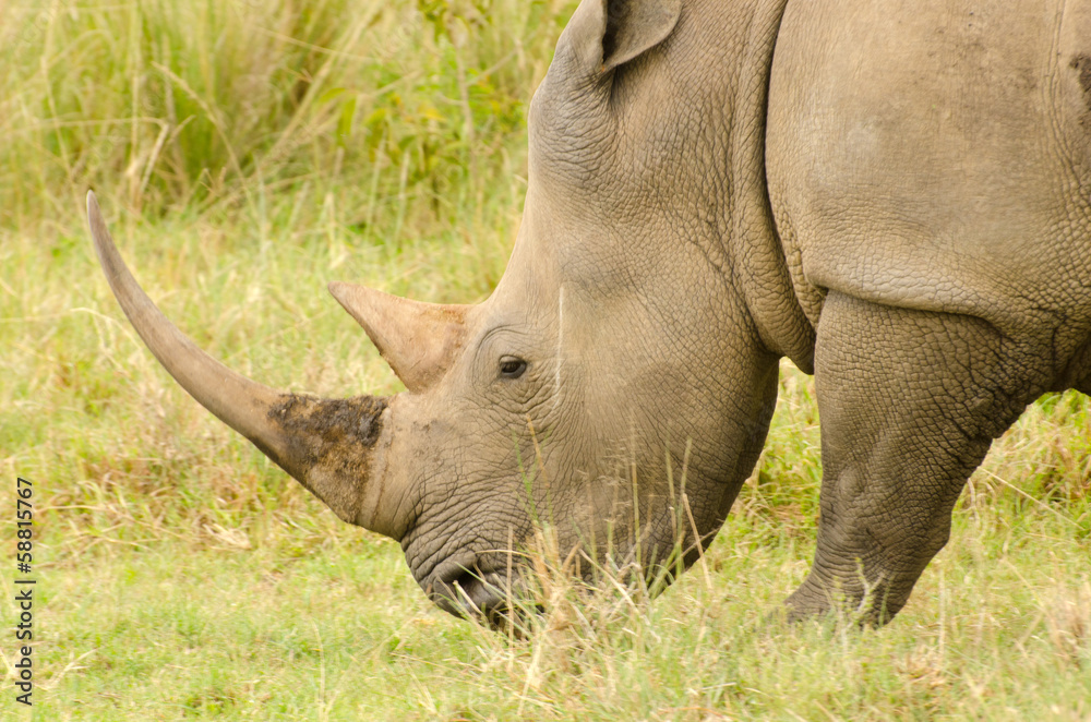 large rhinoceros profile on green background large rhinoceros profile on green background