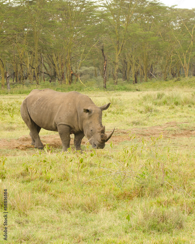 rhinoceros walking arounf the grasslands of kenya rhinoceros walking arounf the grasslands of kenya