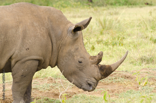 profile of large white rhino on grass background