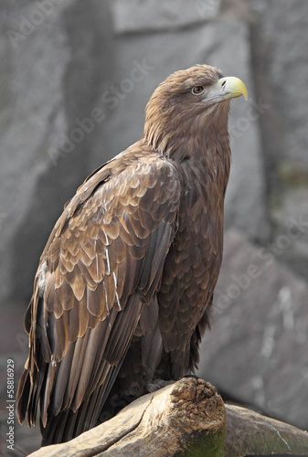 White-tailed Eagle.