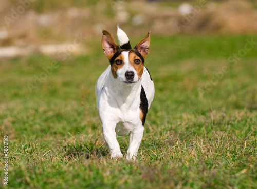 Jack Russell Terrier