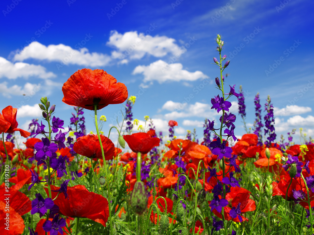 Summer wildflowers and clouds - obrazy, fototapety, plakaty 