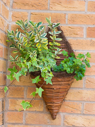Wall mounted wicker basket containing plants