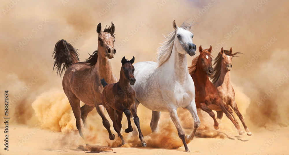 Horses in sand dust - obrazy, fototapety, plakaty 