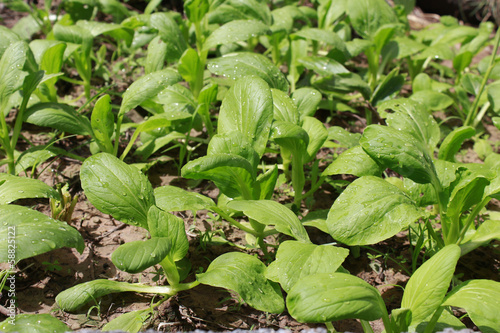 Wallpaper Mural food Torontodigital.ca