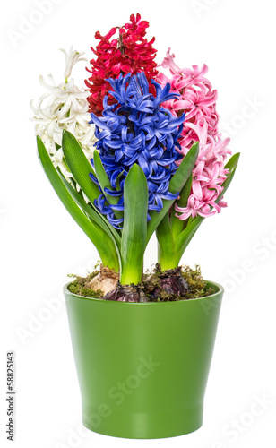 pink  white  blue hyacinth flower in pot on white