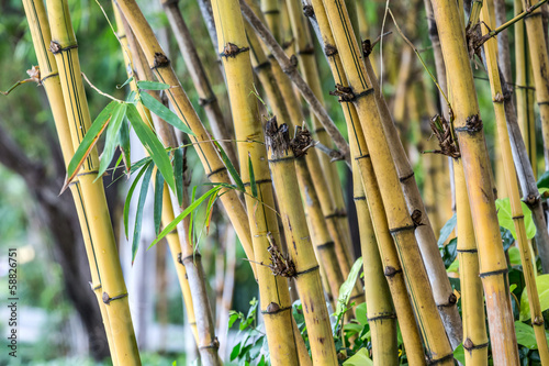 Obraz na płótnie bamboo tree