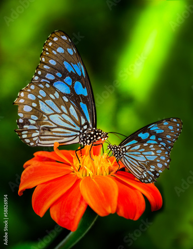 Blue butterfly #58826954