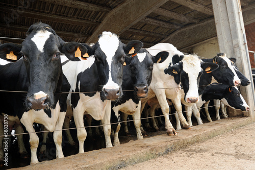 Foto Black and white Holstein cows