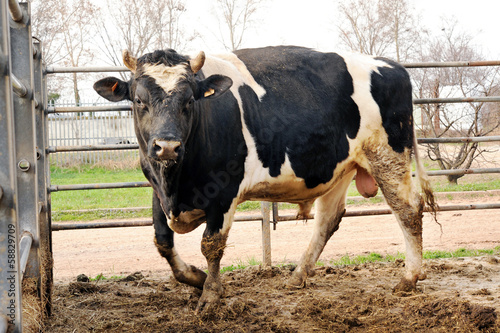 Holstein bull