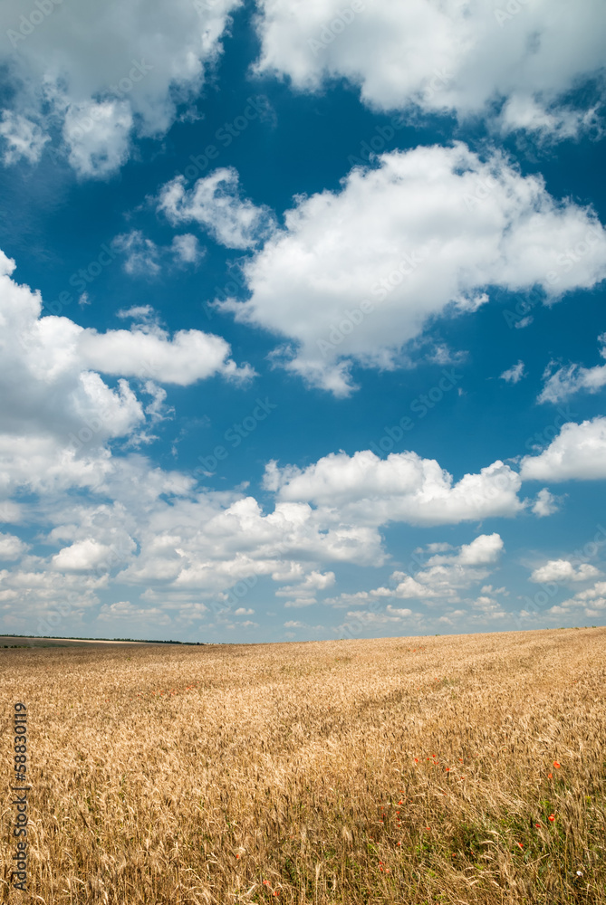 Sunny yellow wheat field and blue sky