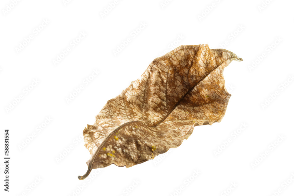 Fototapeta premium Dry leaf bend
