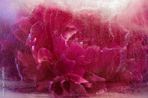 Frozen pink peony flower