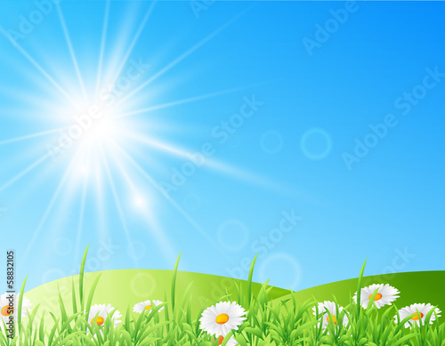 field of daisies with bright sun