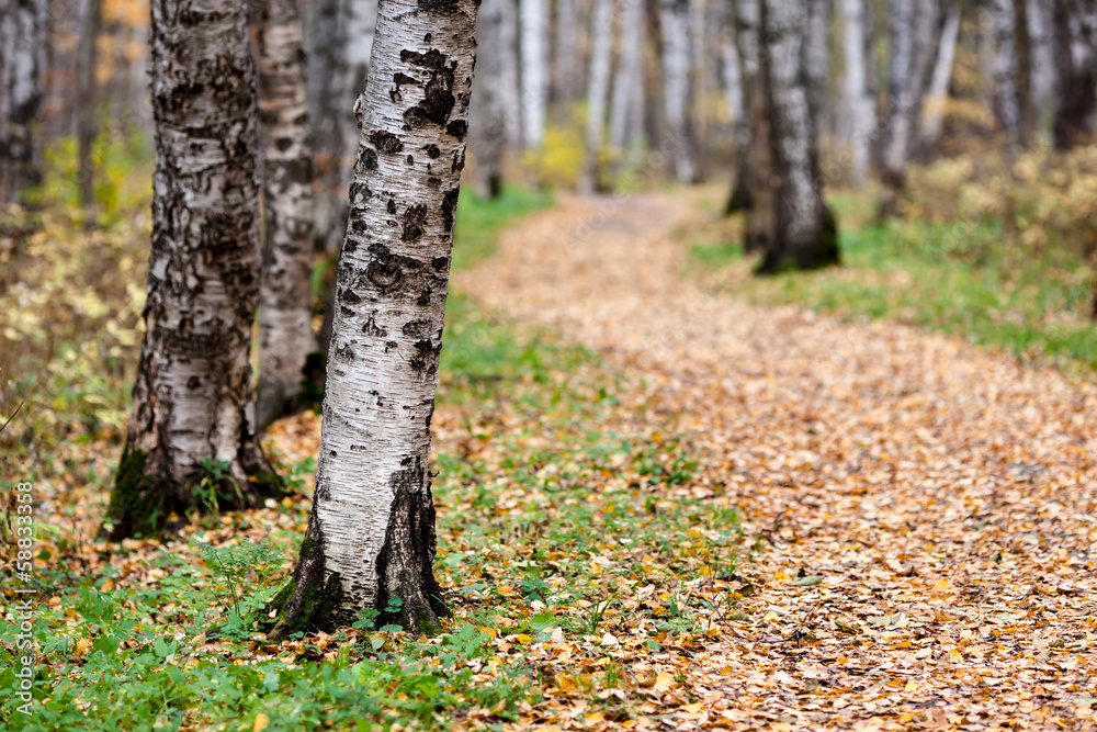 trunks of birch trees in autumn in a clearing in the woods trunks of birch trees in autumn in a clearing in the woods