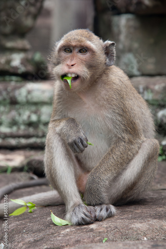 Monkey with leaf in mouth