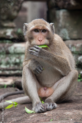 Monkey with leaf