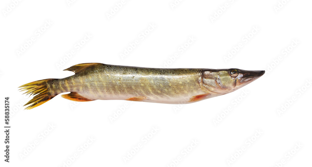 pike on a white background pike on a white background