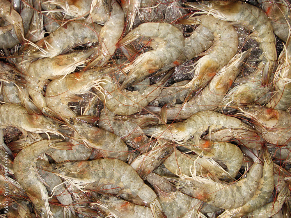Sea food - Shrimp