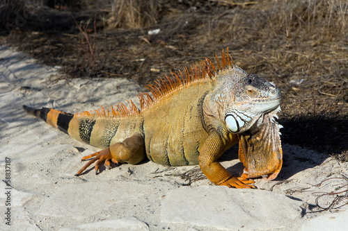 Lazy iguana lay on the sand © Svenja98