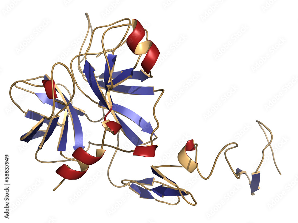Human activated protein C (APC, drotrecogin alfa) StockIllustration