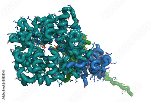 AMP-activated protein kinase (AMPK) fragment with AMP bound. photo
