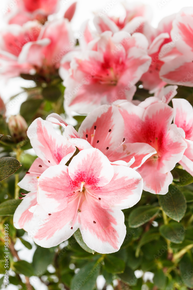 Azalea Azalea