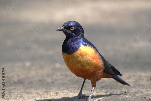 African bird, Superb starling, on the ground