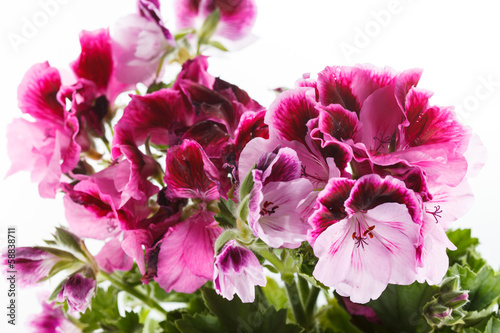 Azalea