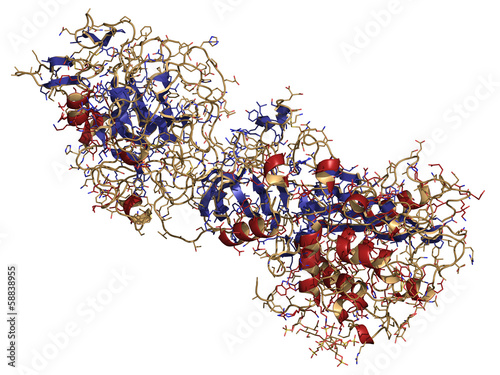 Coagulation factor IXa (FIXa), crystal structure.  photo