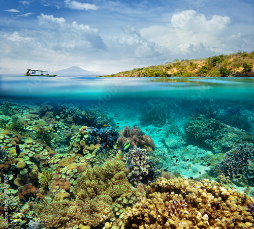 Coral reef on the island of Menjangan. Indonesia © soft_light