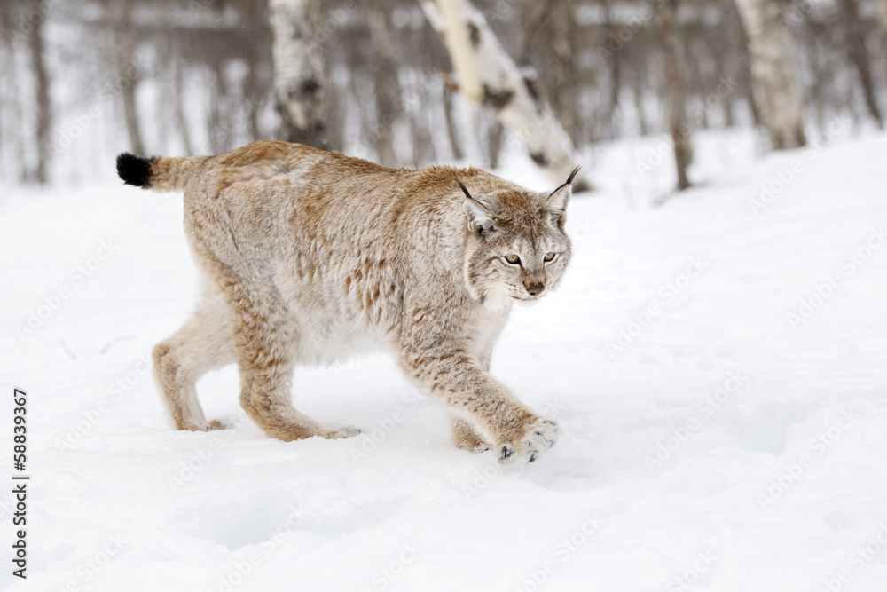 Naklejka premium Eurasian lynx