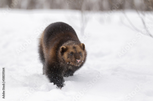 Captive Wolverin