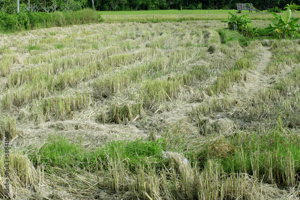 rice field after harvested