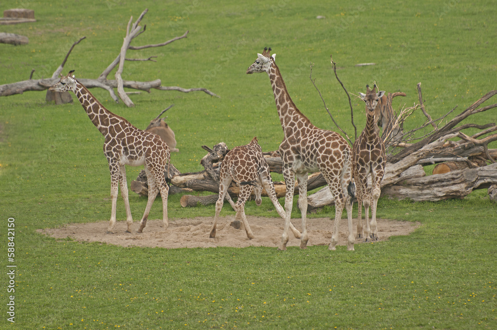 Obraz premium Giraffes