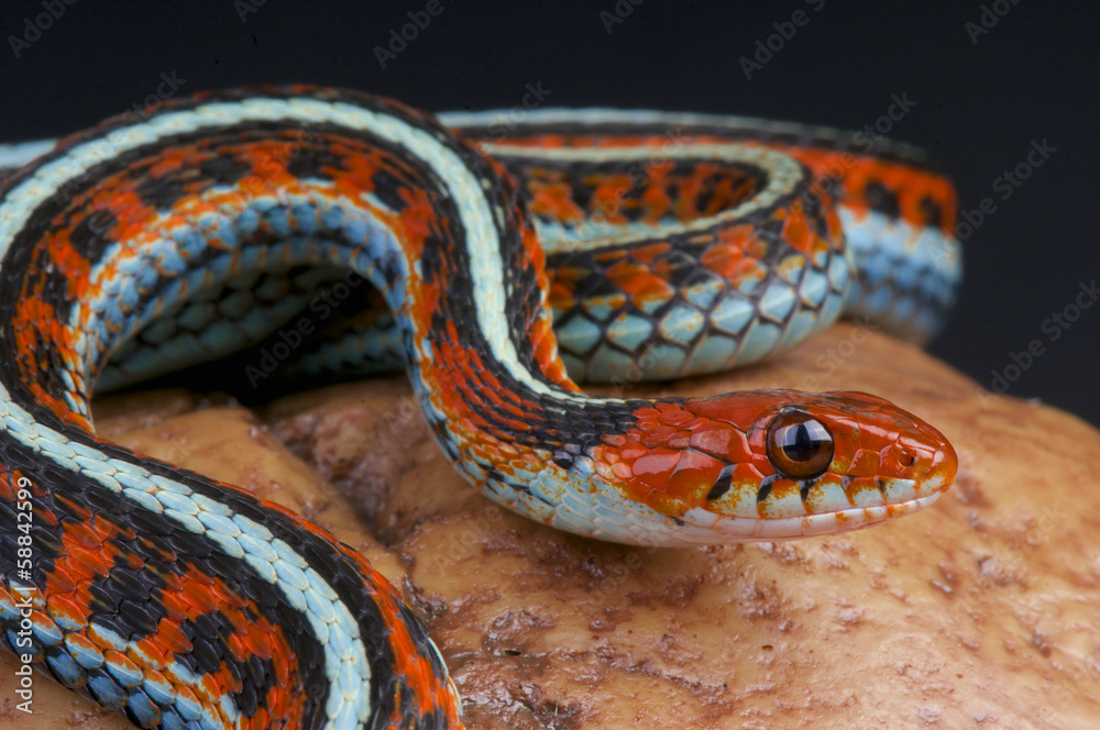 Naklejka premium San Fransico garter snake / Thamnophis sirtalis tetrataenia