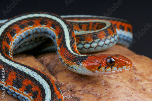 San Fransico garter snake / Thamnophis sirtalis tetrataenia