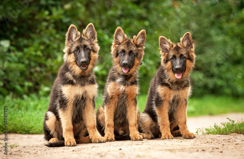 Obraz na plátně Three german shepherd puppies