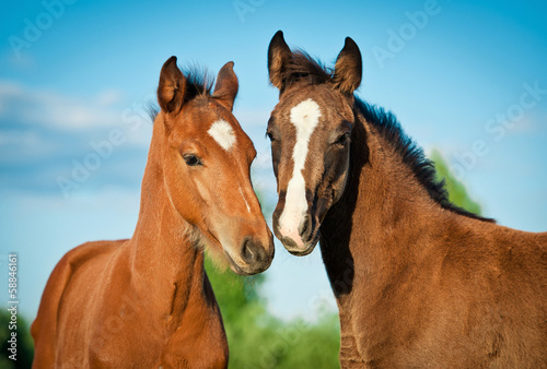 Foto Portrait of two foals in summer