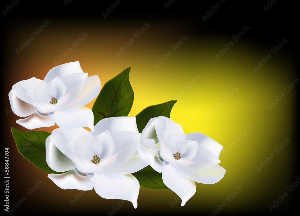 Obraz premium three magnolia flowers on dark background
