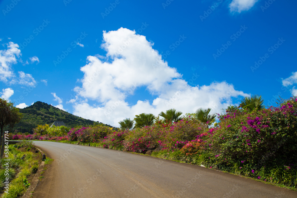 Fototapeta premium Road with colorful flowers on flowering bush
