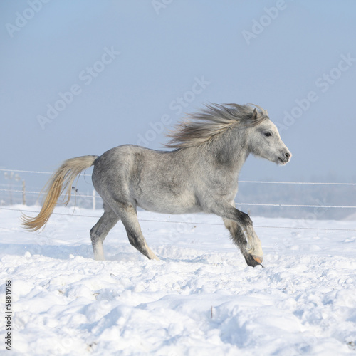 Gorgeous welsh mountain pony running in winter © Zuzana Tillerova