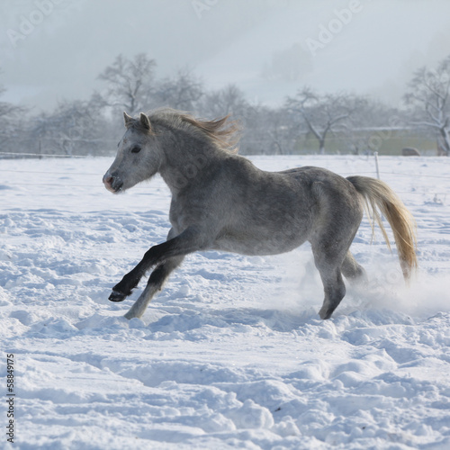 Gorgeous welsh mountain pony running in winter © Zuzana Tillerova